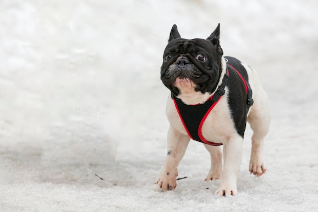 Un bulldog francés en un paseo en un parque nevado