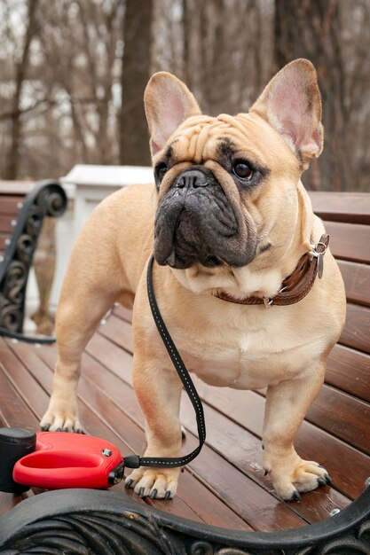 Un bulldog francés en un paseo en un parque de primavera Closeup