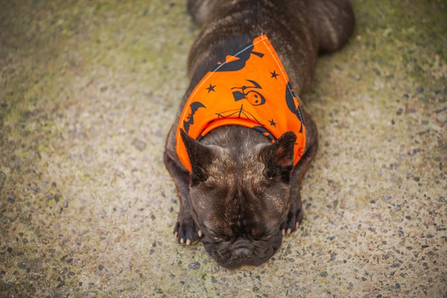 Bulldog francés en el patio Un perro con un pañuelo naranja para Halloween