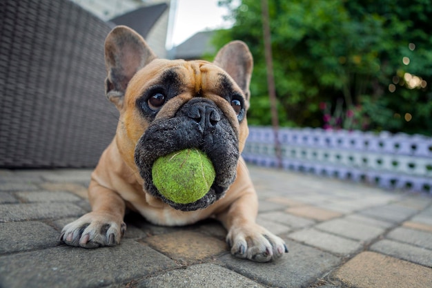 Un bulldog francés en el patio tiene una pelota en la boca