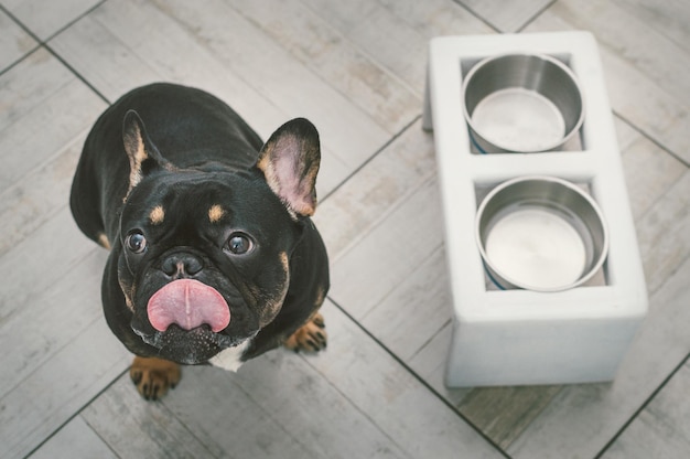 Bulldog francés pide comida de tazones vacíos en la cocina
