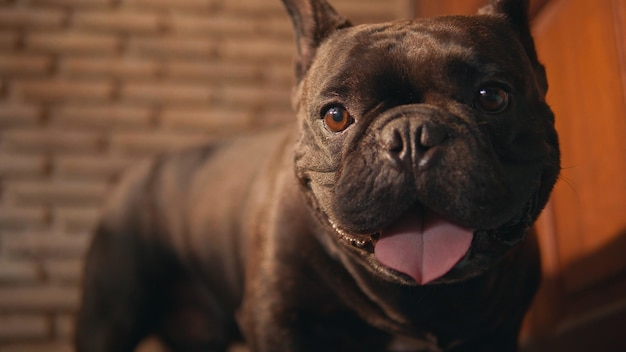 Bulldog francês preto fofo na frente da porta.