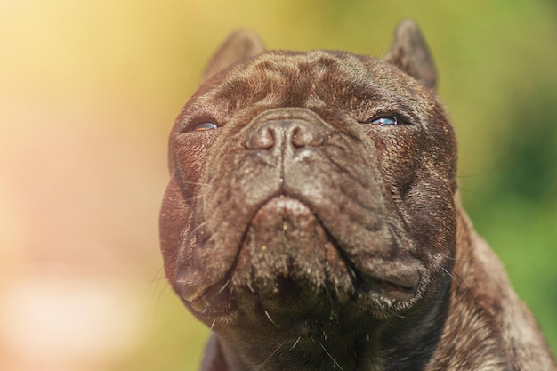 Bulldog francês rajado preto Retrato de um cão de estimação