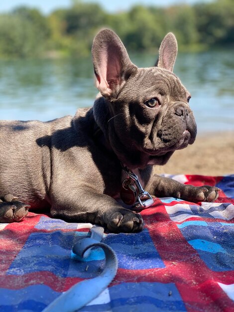 Foto bulldog francés relajado en un par