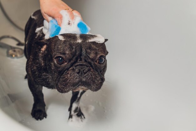 Bulldog francés en el salón de belleza con baño