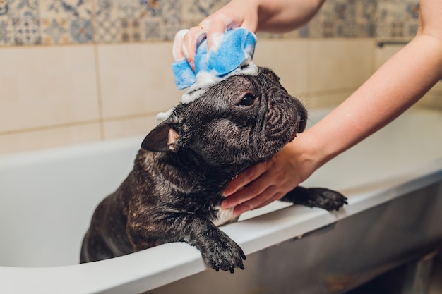 Foto bulldog francés en el salón de belleza con baño.