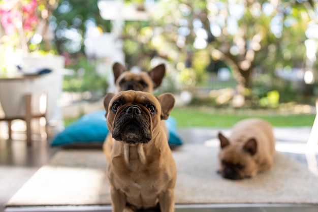 Bulldog francés sentado en el balcón mirando a la cámara.