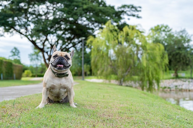 Bulldog francés sentado en el campo de hierba contra el fondo del árbol.