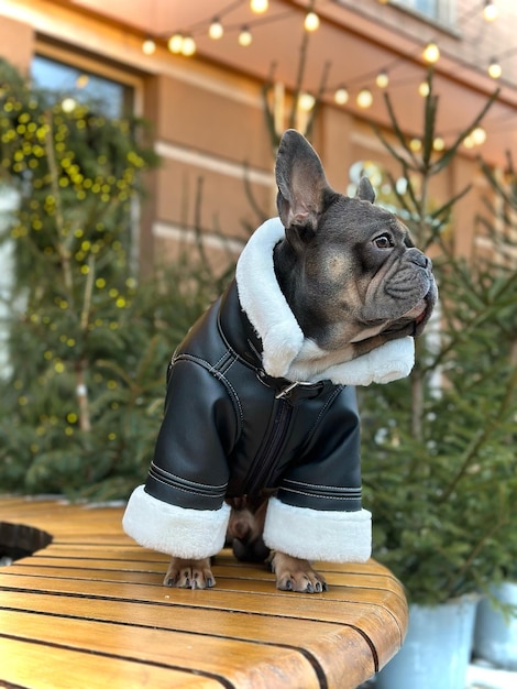 Bulldog francês sentado em uma jaqueta de inverno Cão em uma caminhada de inverno Roupas quentes para cães.