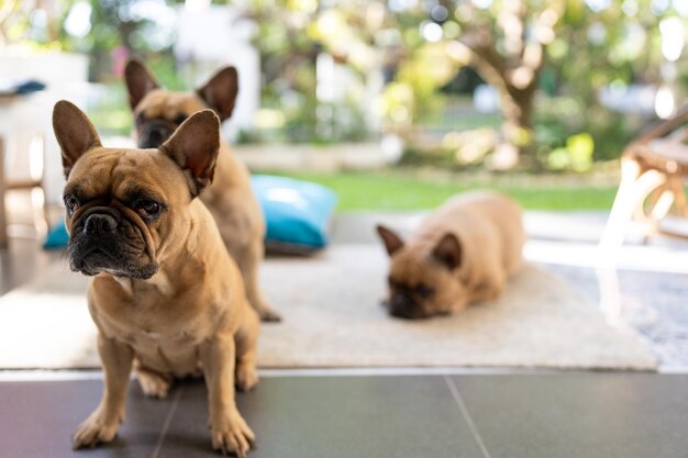 Bulldog francês sentado na varanda olhando para a câmera.