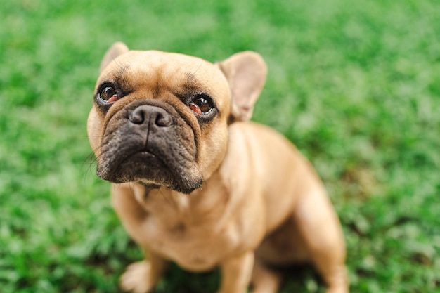 Un bulldog francés se sienta en un campo de hierba.