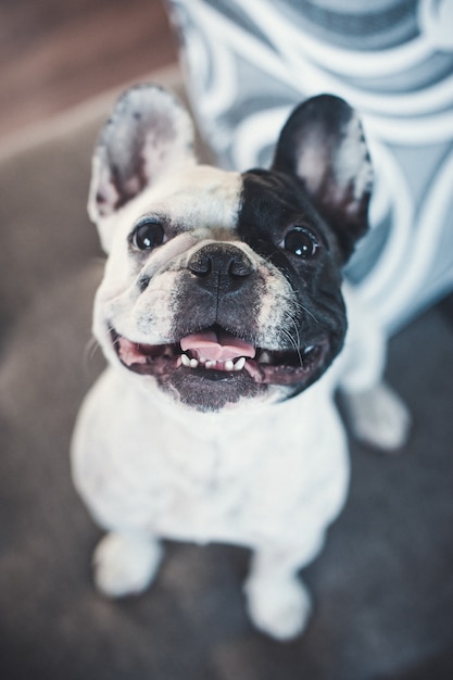 Foto bulldog francés en el sofá gris mirando a la cámara