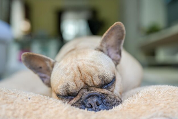 Bulldog francês sonolento deitado no travesseiro marrom interior