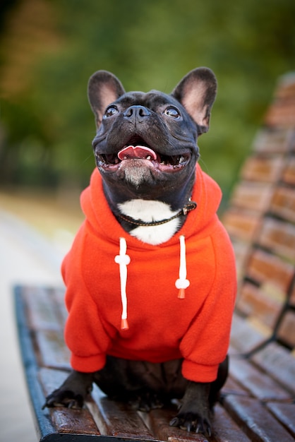 Bulldog francés en una sudadera con capucha roja en un paseo.