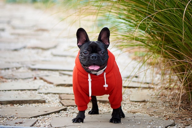 Bulldog francés en una sudadera con capucha roja en un paseo.