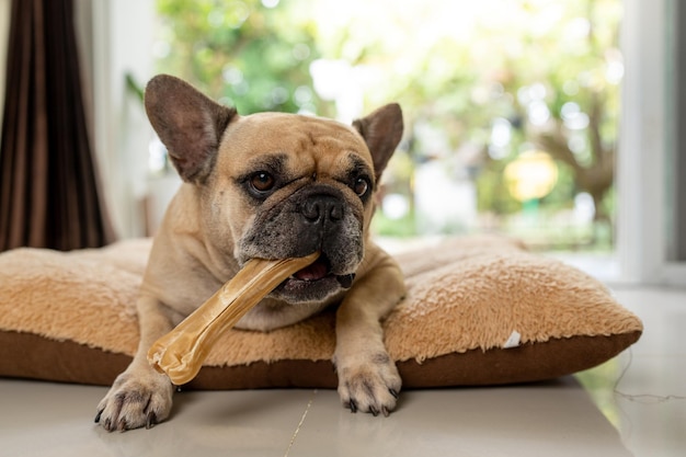 El bulldog francés tiene un tratamiento de cuero crudo en la almohada