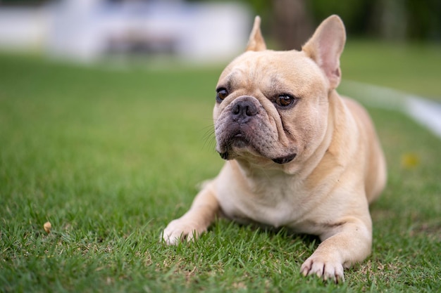 Un bulldog francés tirado en la hierba