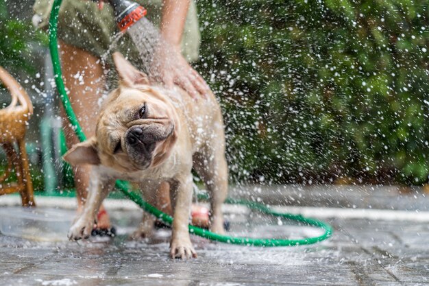 Bulldog francés tomar una ducha