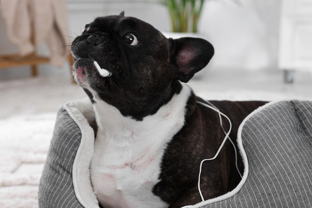 Bulldog francés travieso masticando auriculares con cable en la cama del perro en el interior