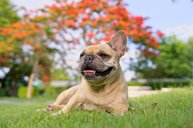 Bulldog francés tumbado en el campo contra el árbol del pavo real