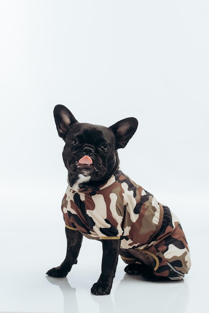 Foto bulldog francés en uniforme militar sobre un fondo blanco.