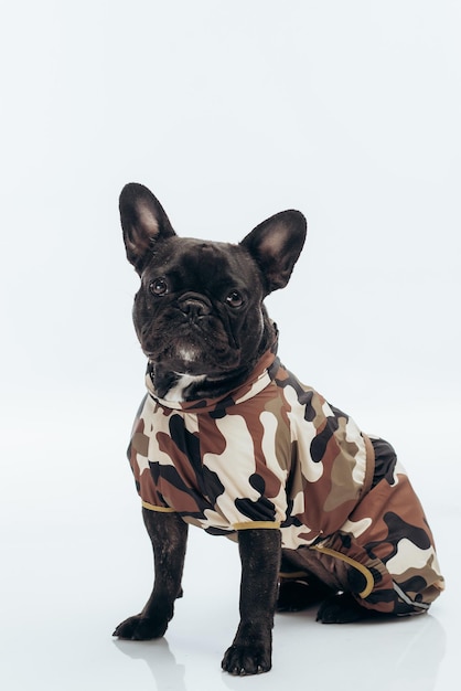 Bulldog francés en uniforme militar sobre un fondo blanco.