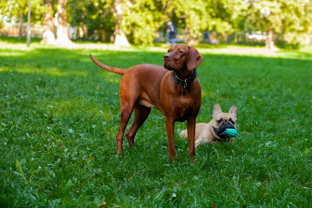 Bulldog francés y Vizsla húngaro juegan en un claro