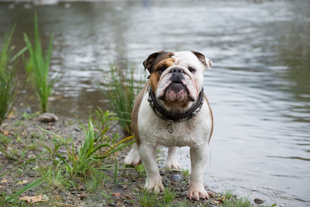 Bulldog in Lugano Schweiz Europa