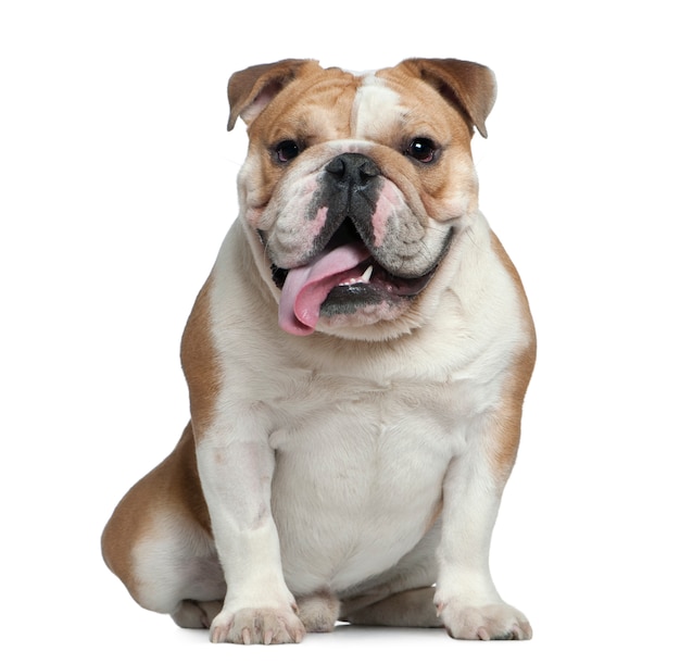 Bulldog inglês, 11 meses de idade, sentado em frente a parede branca