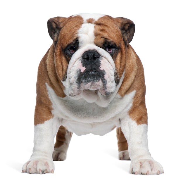 Bulldog Inglés, 2 años de edad, de pie delante de la pared blanca