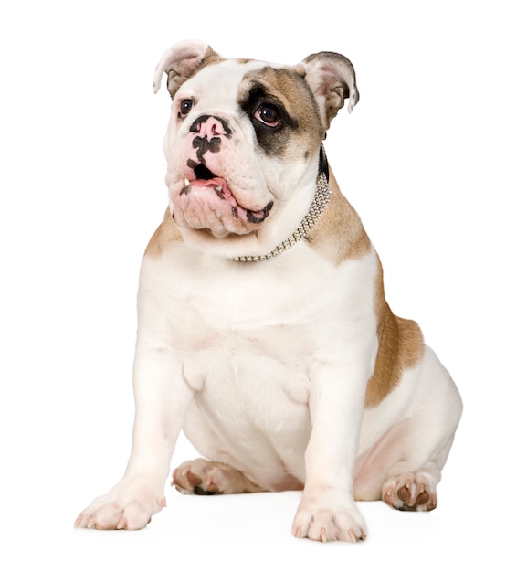 Bulldog Inglés con 5 meses. Retrato de perro aislado