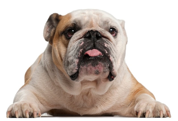 Bulldog Inglés, 6 años, acostado