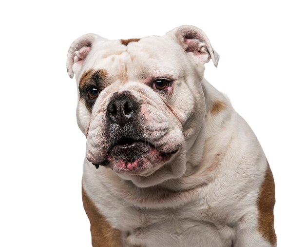 Bulldog inglés aislado en blanco