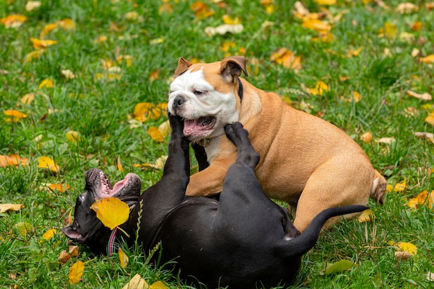 Bulldog inglés y American Bully jugando en el prado.