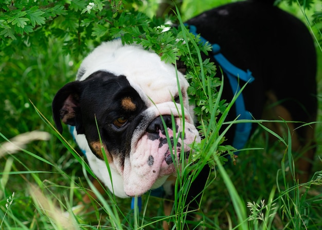 Bulldog inglés británico tricolor negro en el campo de trigo verde en un día cálido y soleado