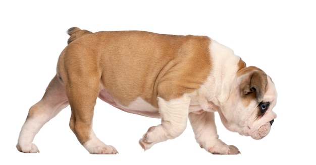 Bulldog Inglés cachorro caminando, 2 meses de edad