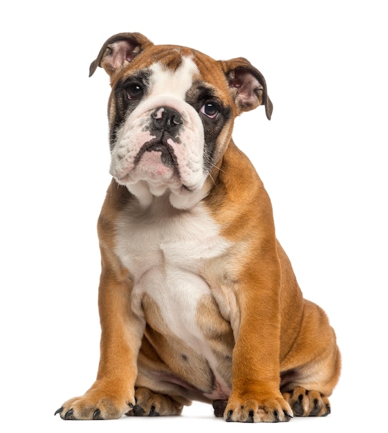 Bulldog Inglés cachorro sentado, aislado en blanco