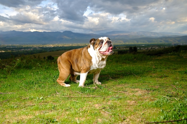 Bulldog inglés en el campo