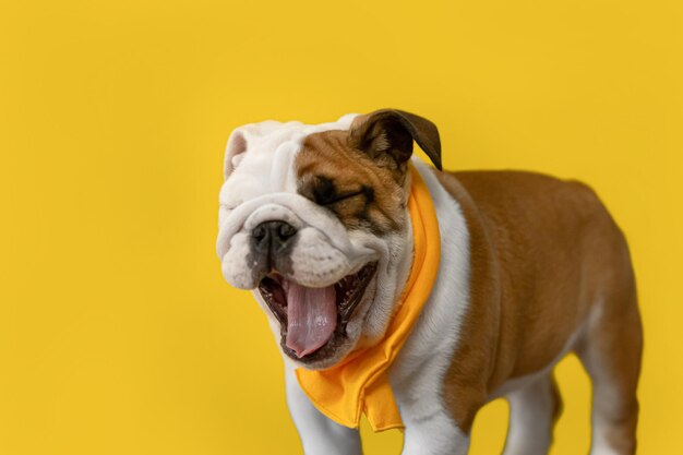 Bulldog inglês cão puro-sangue em um fundo amarelo animais de estimação