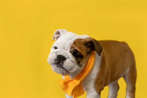 Bulldog inglês cão puro-sangue em um fundo amarelo Animais de estimação