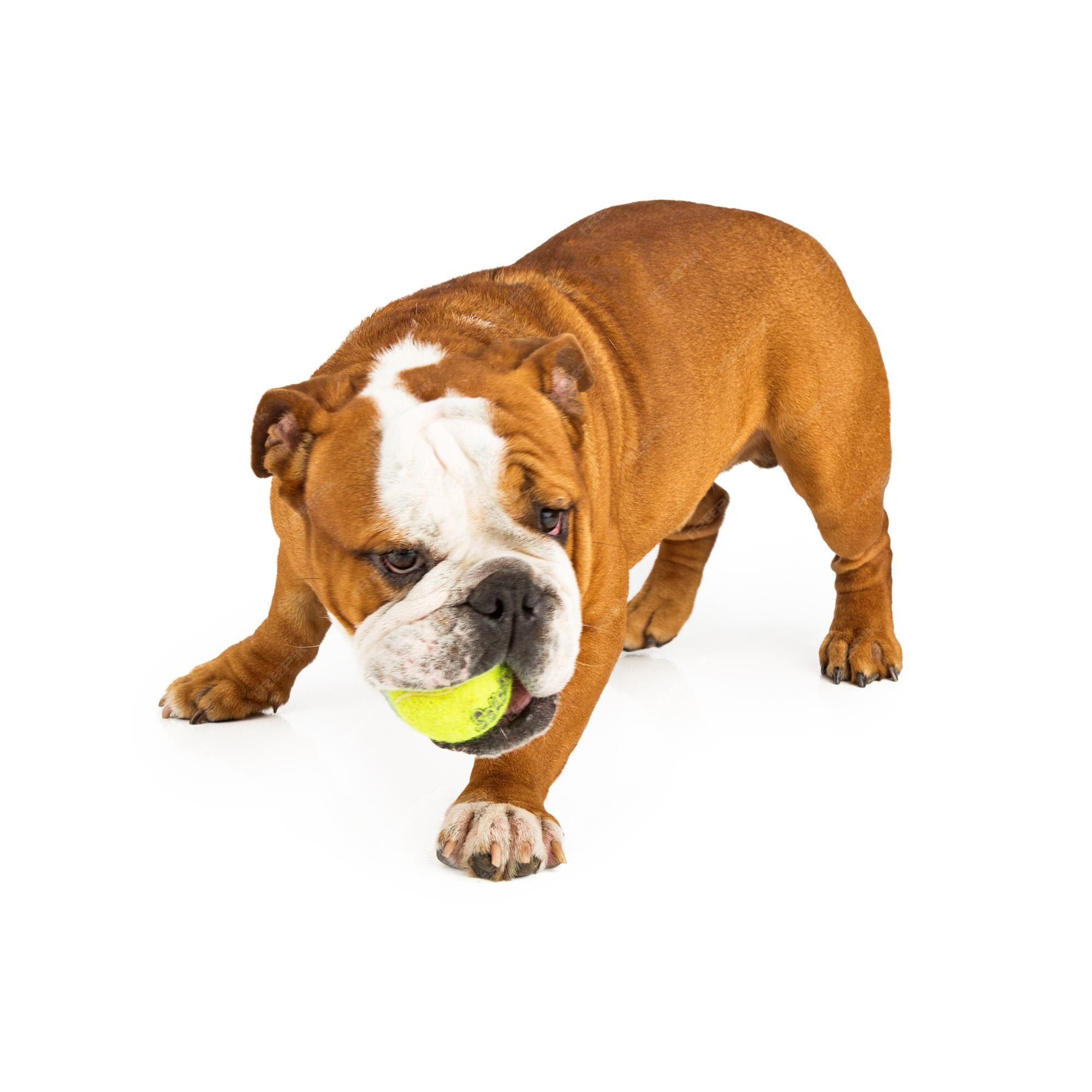 Pastor Inglês Pastoreando Cachorro Com Bola De Tênis Imagem de Stock -  Imagem de jogo, inglês: 177133179