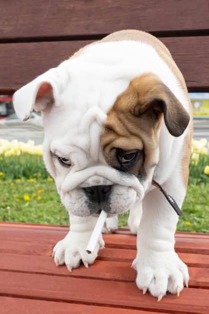 Foto bulldog inglês com um cigarro retrato de um cão puro-sangue animais de estimação temas de animais