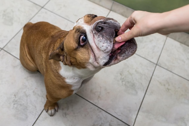 El bulldog inglés come comida de la mano da golosinas a tu perro alimenta a mano al bulldog anal