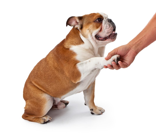 Foto bulldog inglés dándose la mano