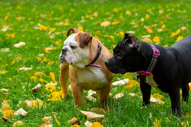 Bulldog inglês e American Bully brincando no prado.