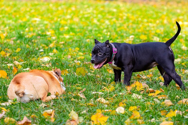 Bulldog inglês e American Bully brincando no prado.