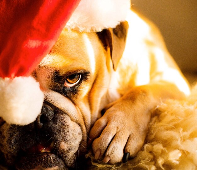 Foto bulldog inglês em estado de espírito de natal