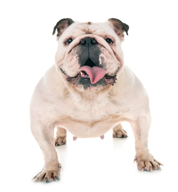 bulldog inglês em estúdio