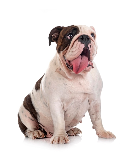 bulldog inglês em estúdio