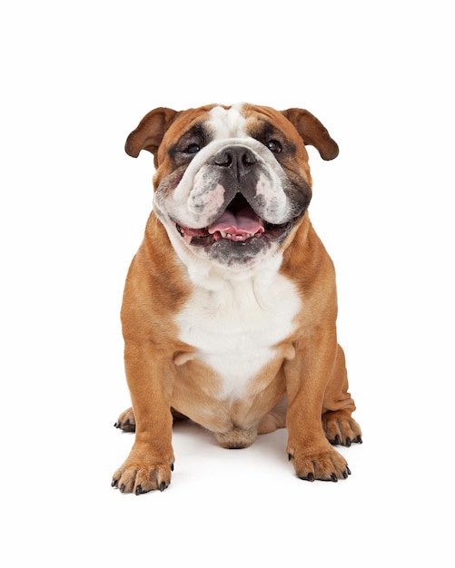 Bulldog inglês feliz sentado